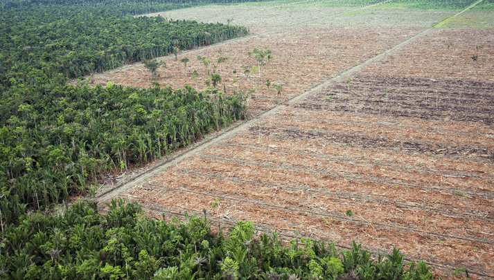 Paraguay, el que más deforesta el Gran Chaco